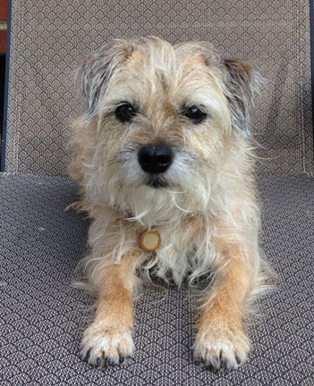 Bindi
